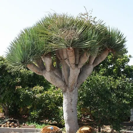 Casa El Salitre * Gáldar